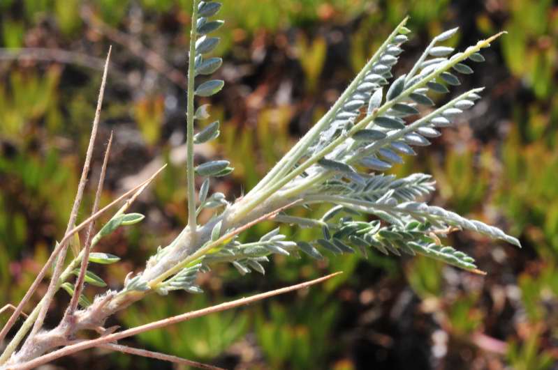 Astragalus terraccianoi / Astragalo di Terracciano